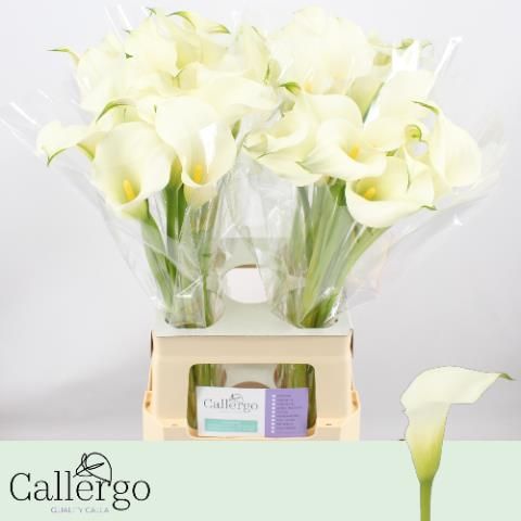 Калла Вайт Презент 65, шт.