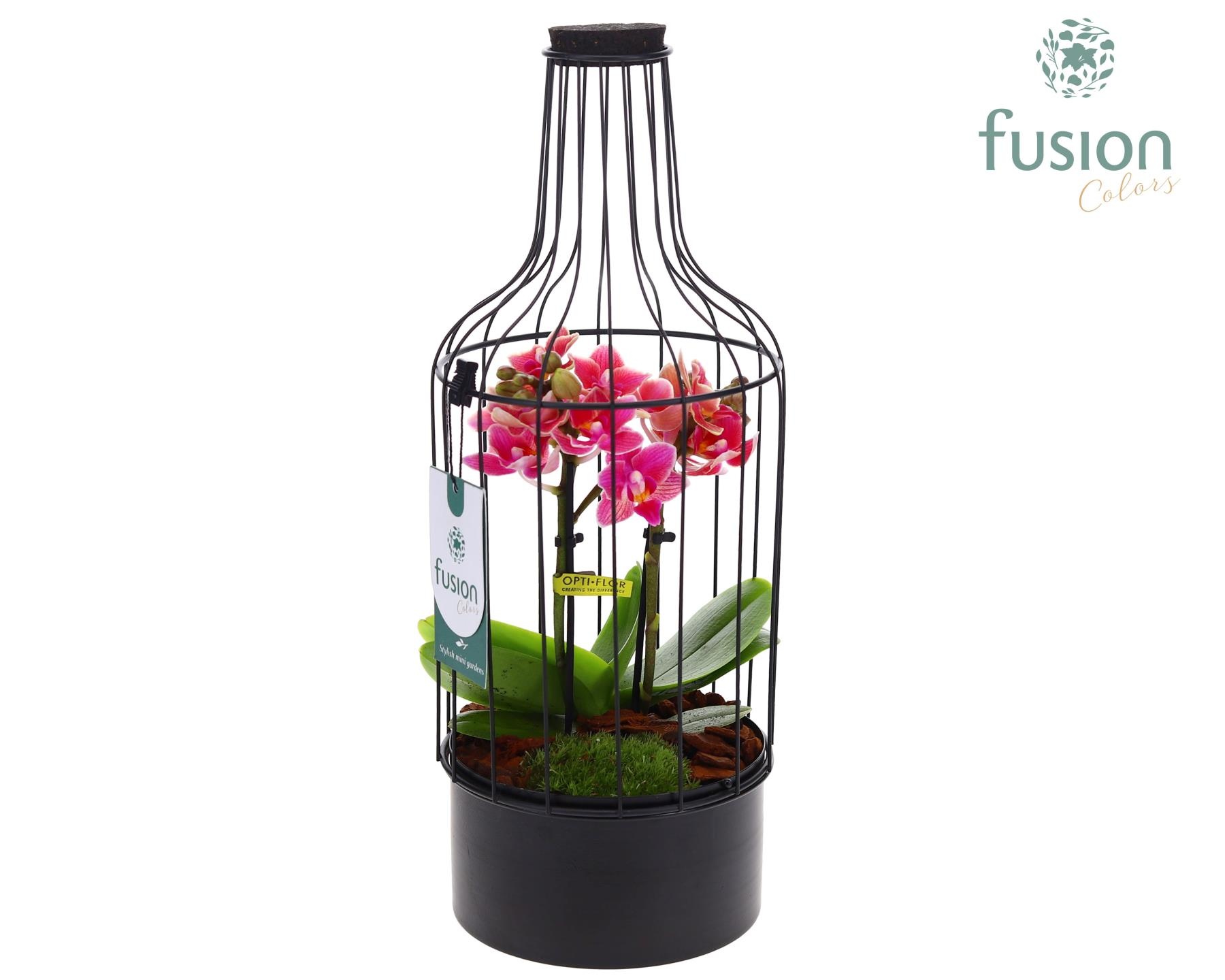 Metaal fles zwart Medium met Phalaenopsis, D 15