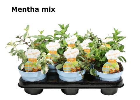 Mentha theekruiden 12 cm, D 12