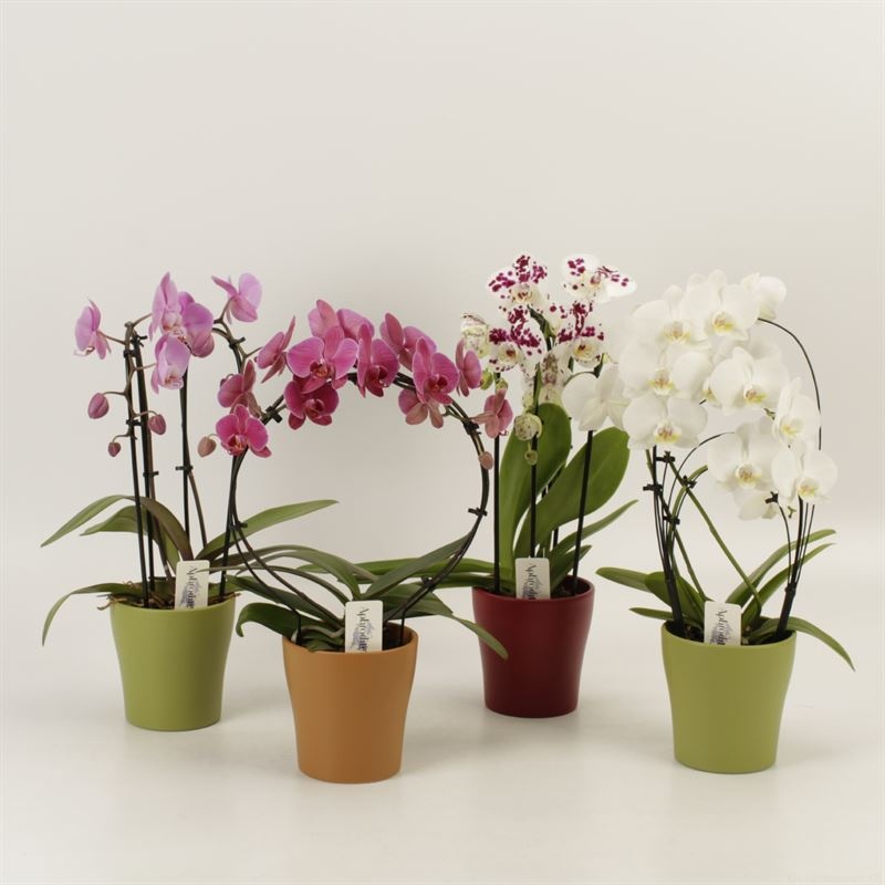 Phalaenopsis overig Shapes mix in herfst keramiek, D 12 cm