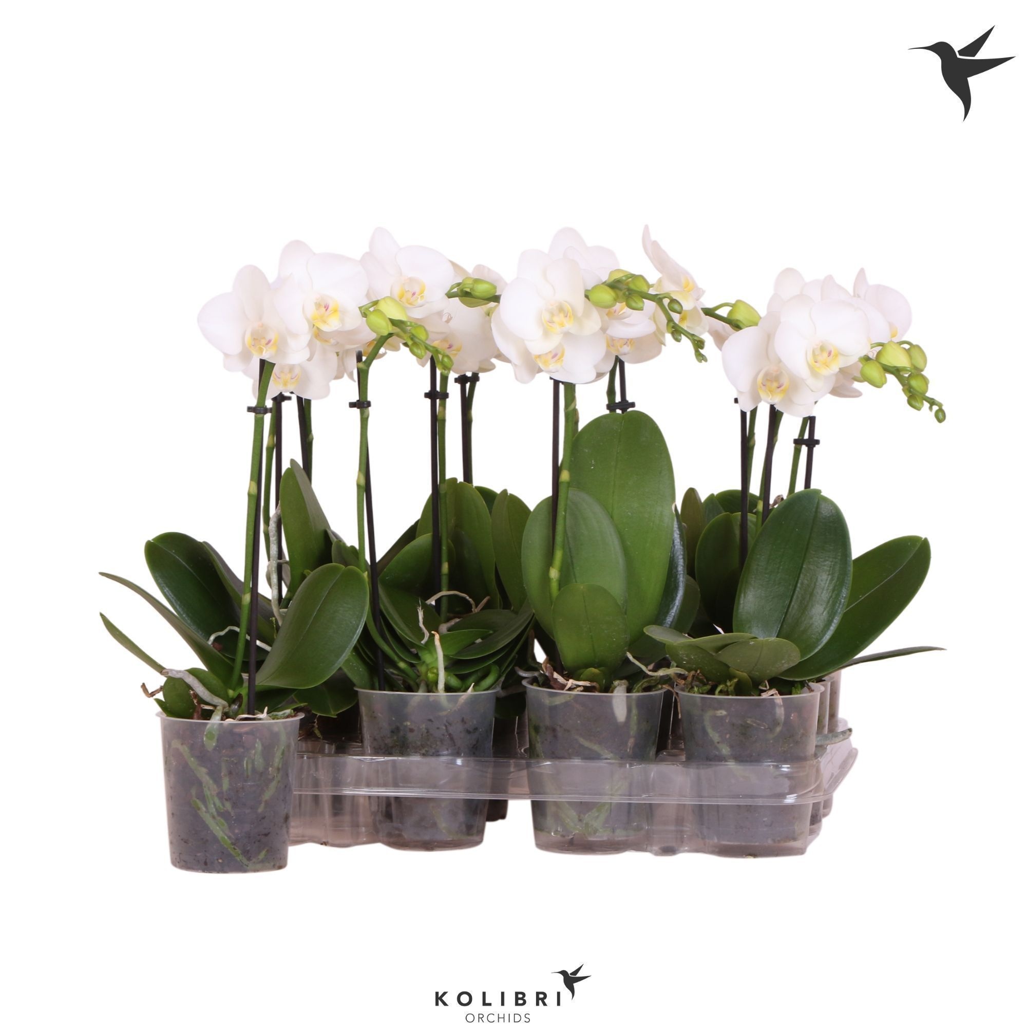 Kolibri Orchids Phalaenopsis White 1 spike No label, D 9