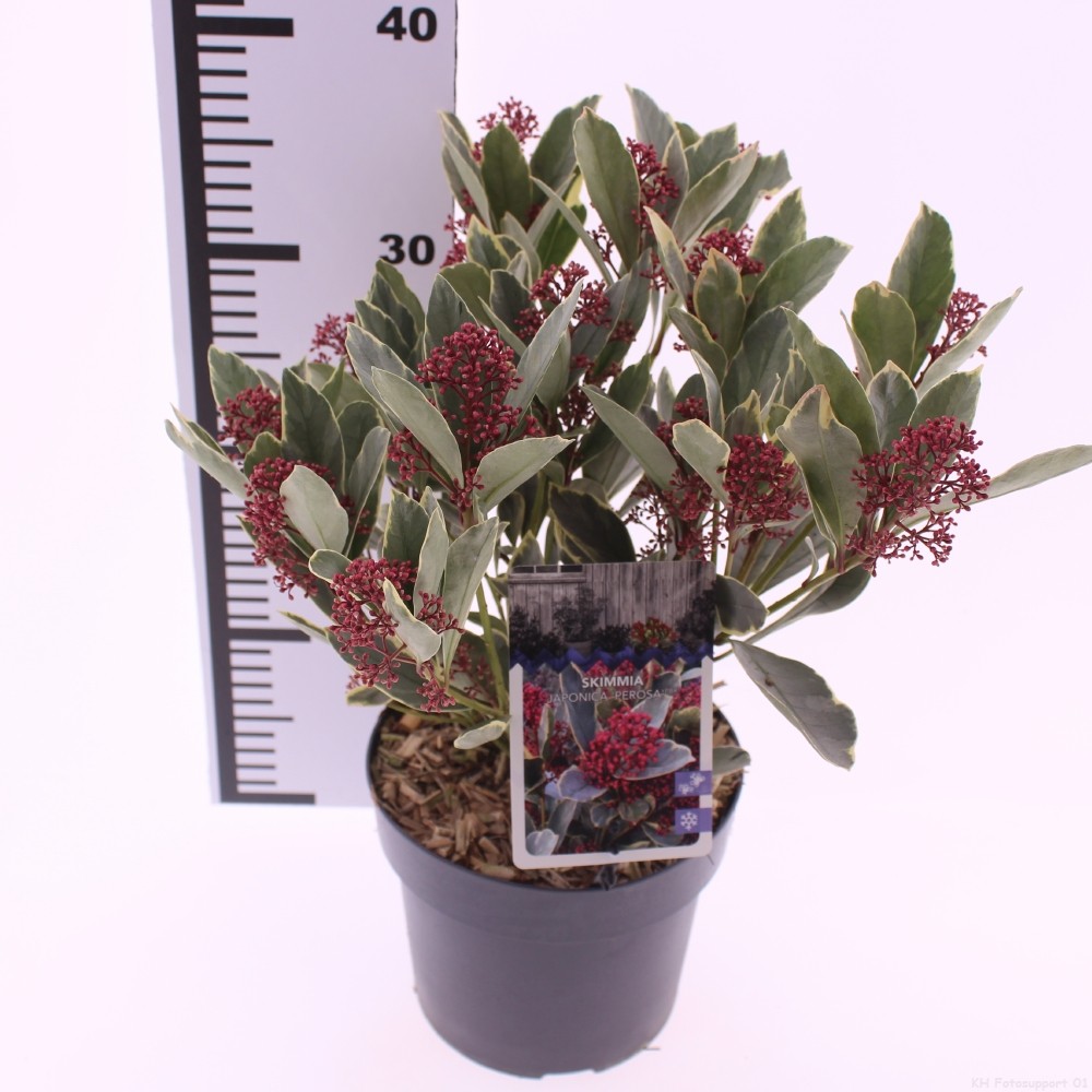 Skimmia japonica 'perosa'PBR, D 17 cm