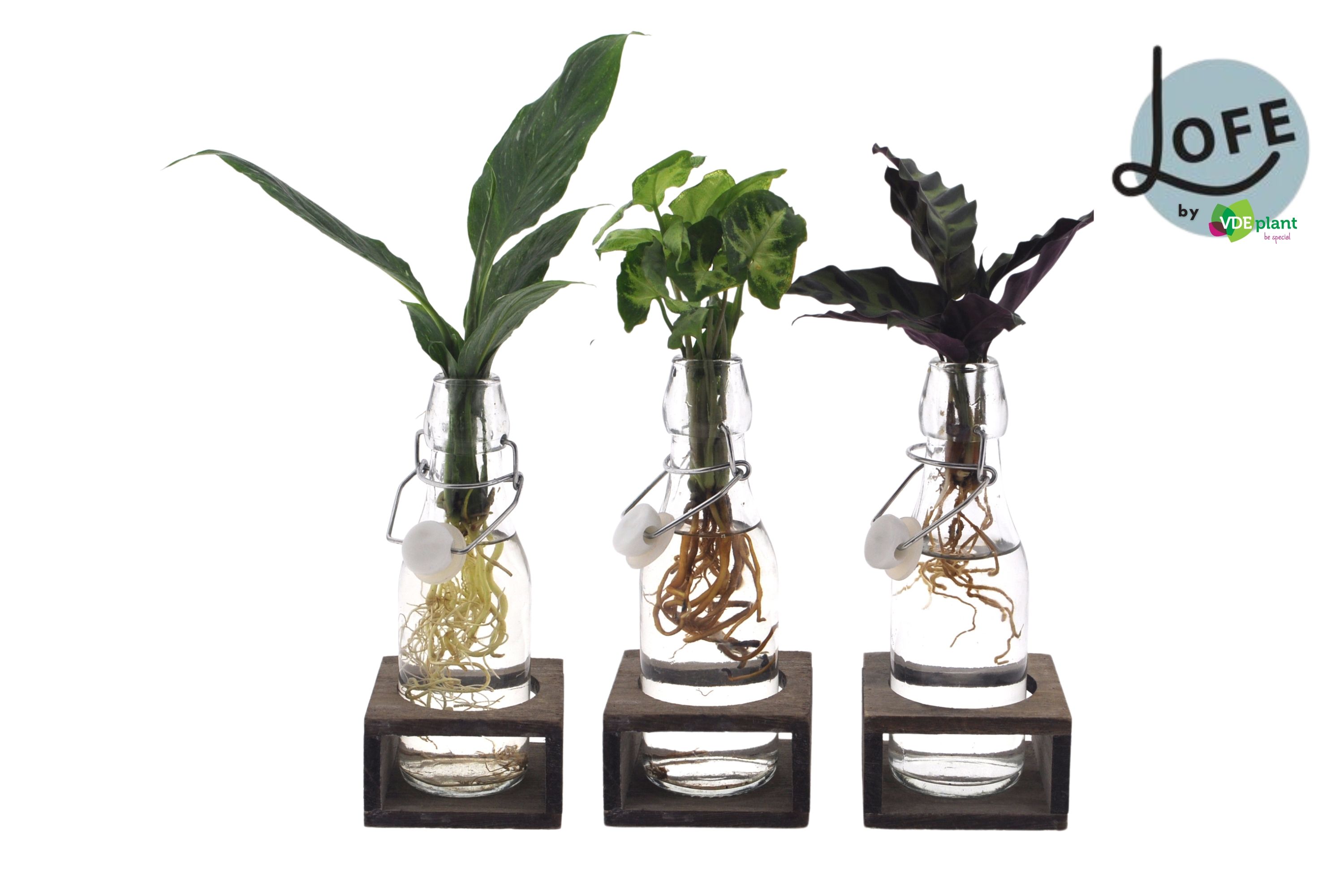 LOFE | Intenz mix in Ann Glas (witte dop) + Naturel Single, D 7