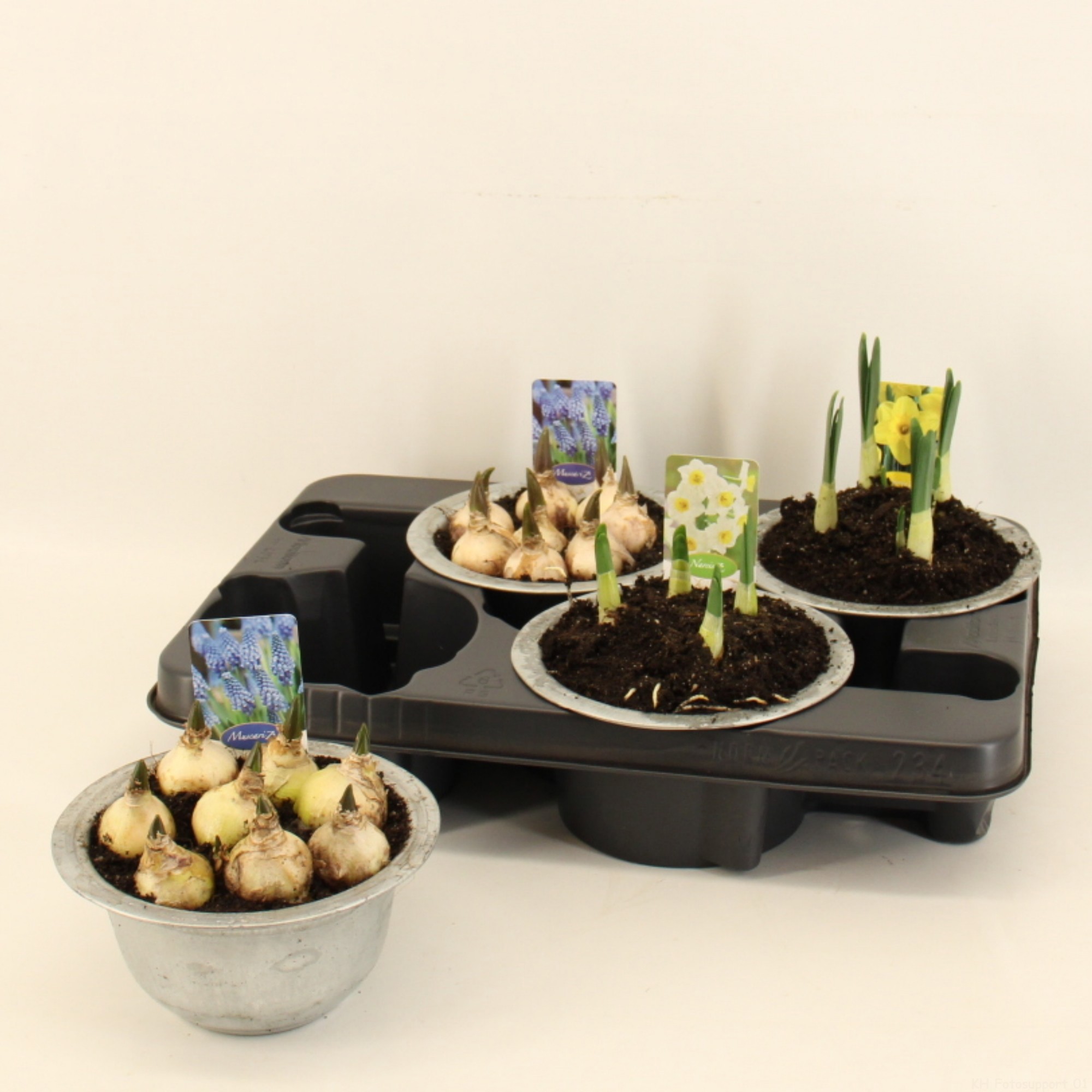 Bol op pot 15cm zink, D 15