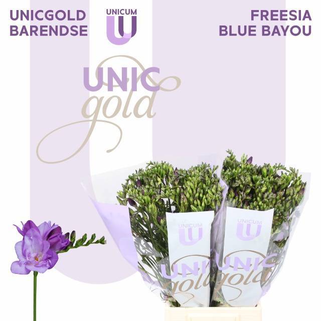 Фрезия дв. Блю Баю 50, шт.