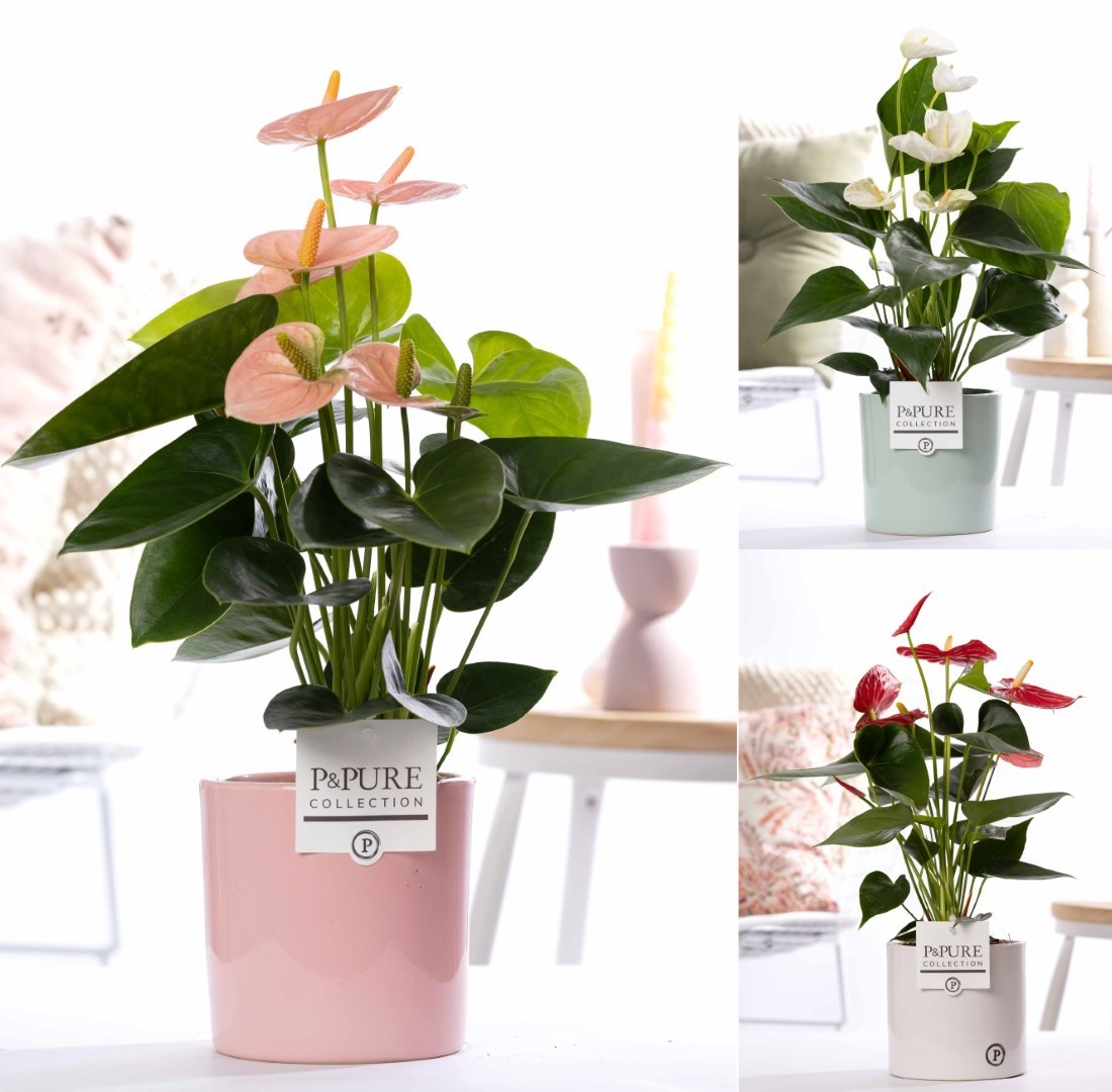 Anthurium mix in P&PURE Essential cer. ass. 3, D 12