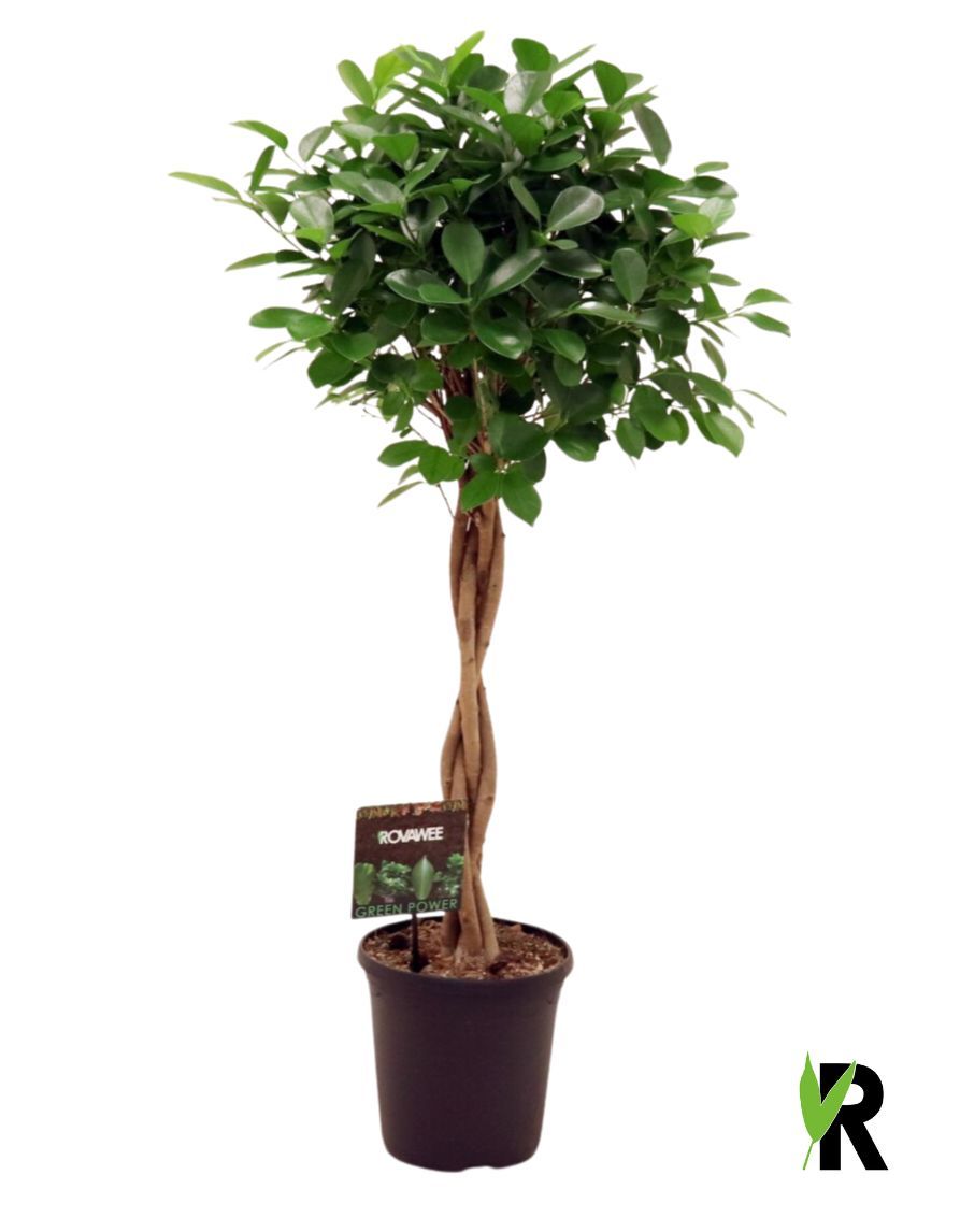 Ficus micr. Moclame gevlochten stam, D 23