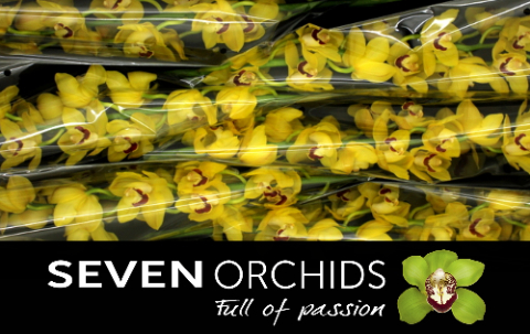 Цимбидиум Мисс Сайгон x6 80, шт.