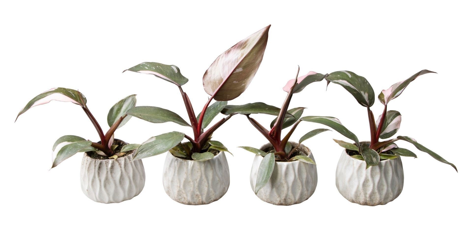 L 65542 with Philodendron Pink Princess, D 6