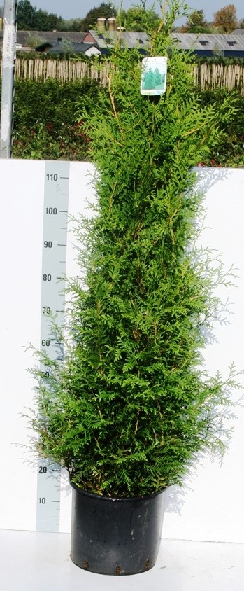 Thuja occ brabant, D 32