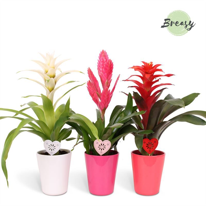 Bromelia Love - 12cm in Florence + deco | Mimesis, D 12