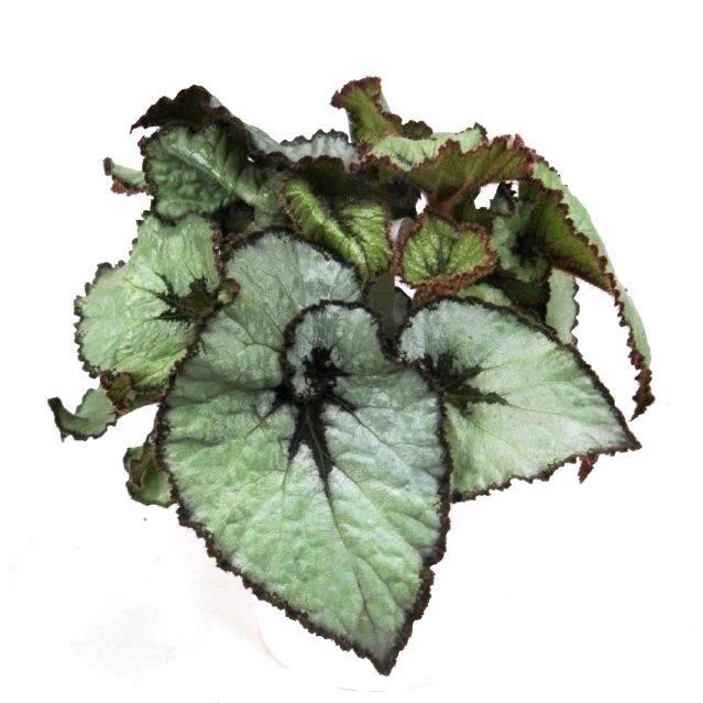 BEGONIA REX-HYBRID 'Escargot', D 12