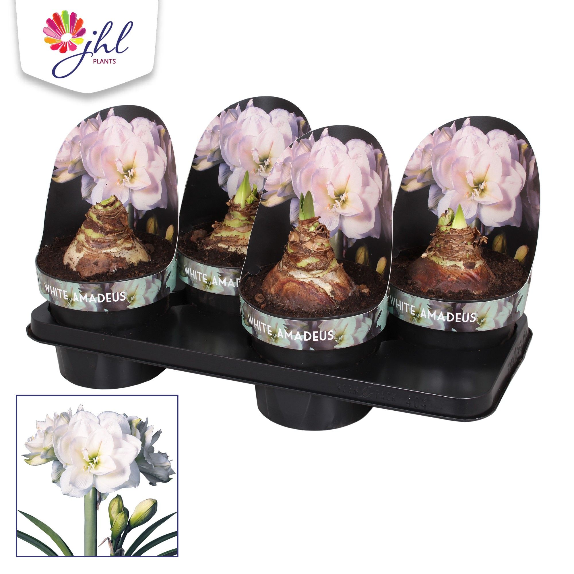 Amaryllis WHITE AMADEUS, D 17