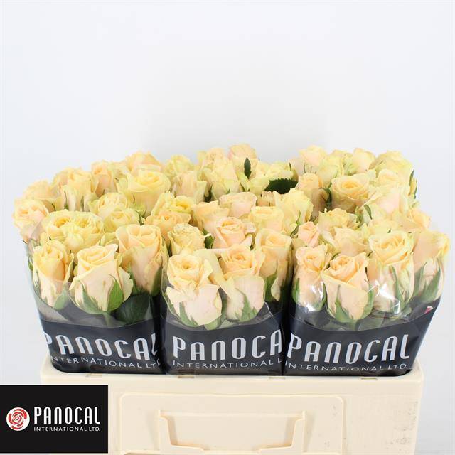Роза од. Кашмир 50, шт. Роза од. Кашмир 50, шт.