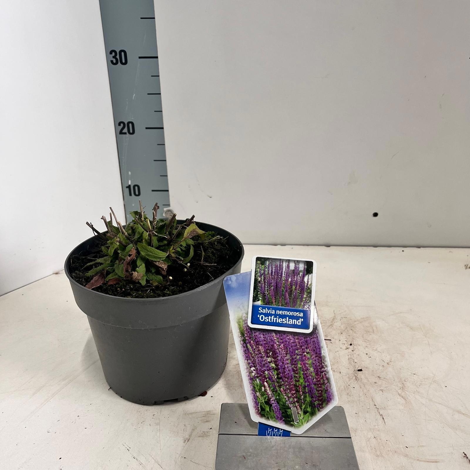 Salvia nemorosa 'Ostfriesland', D 17