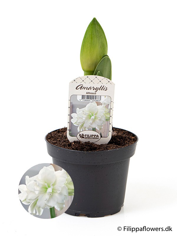 HIPPEASTRUM-HYBRID, D 13 cm