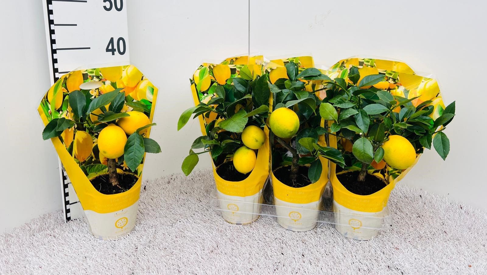 Citrus meyeri Lemon mini-stem in sleeve, D 12