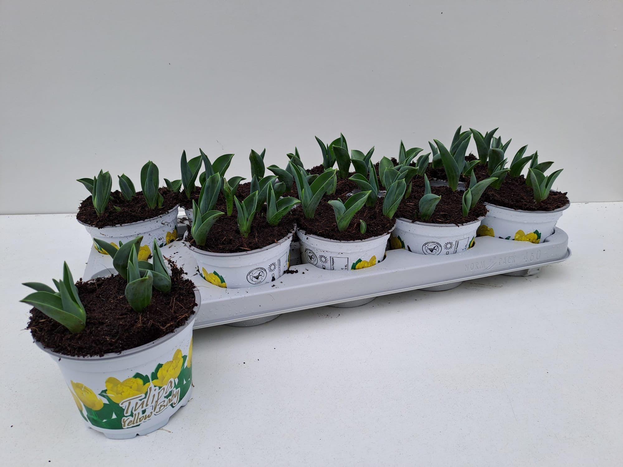 Tulp: yellow baby, D 12