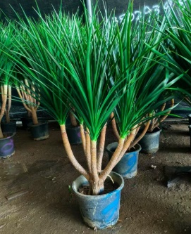 Драцена мулти-хидед Стйлинг Блэк Перл 30 140