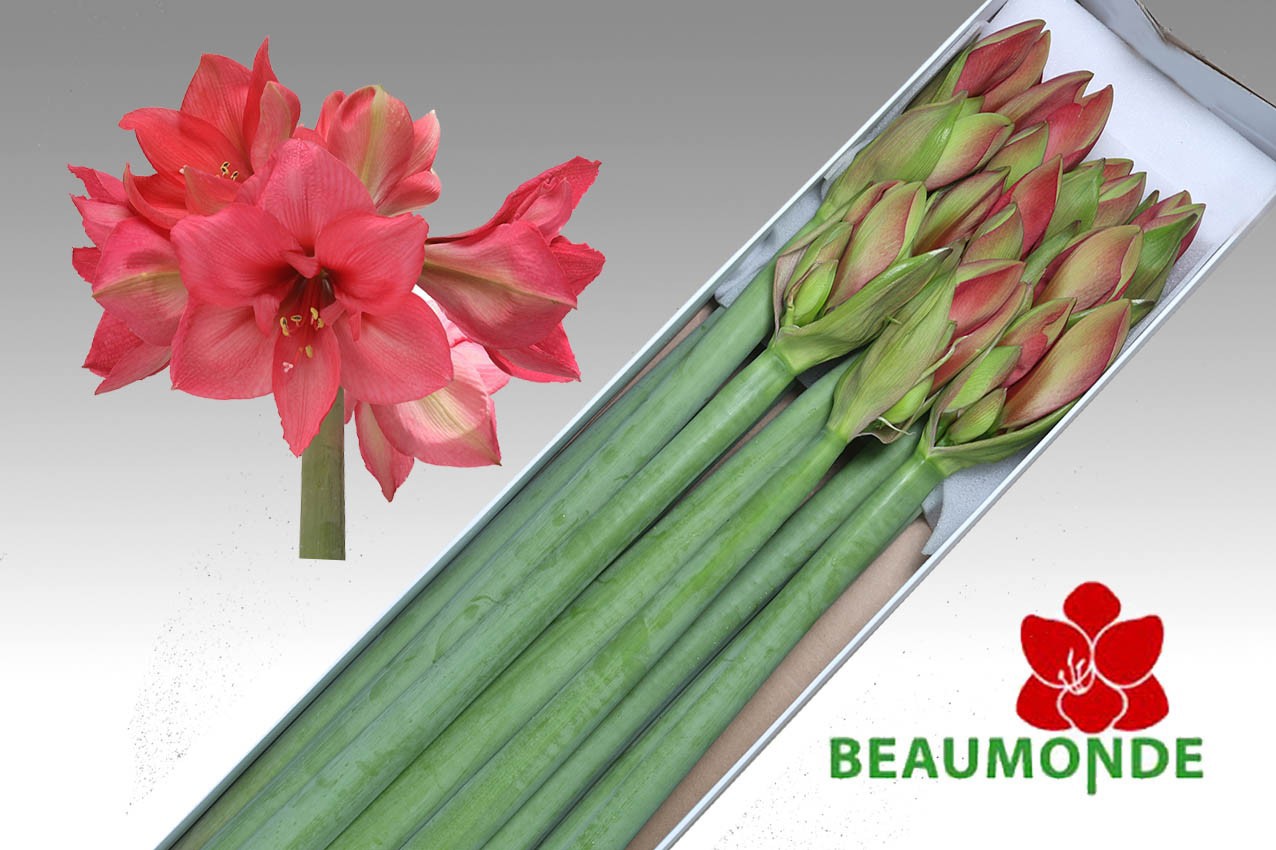 Амарилис Плэжэ (красн.) x10, шт.