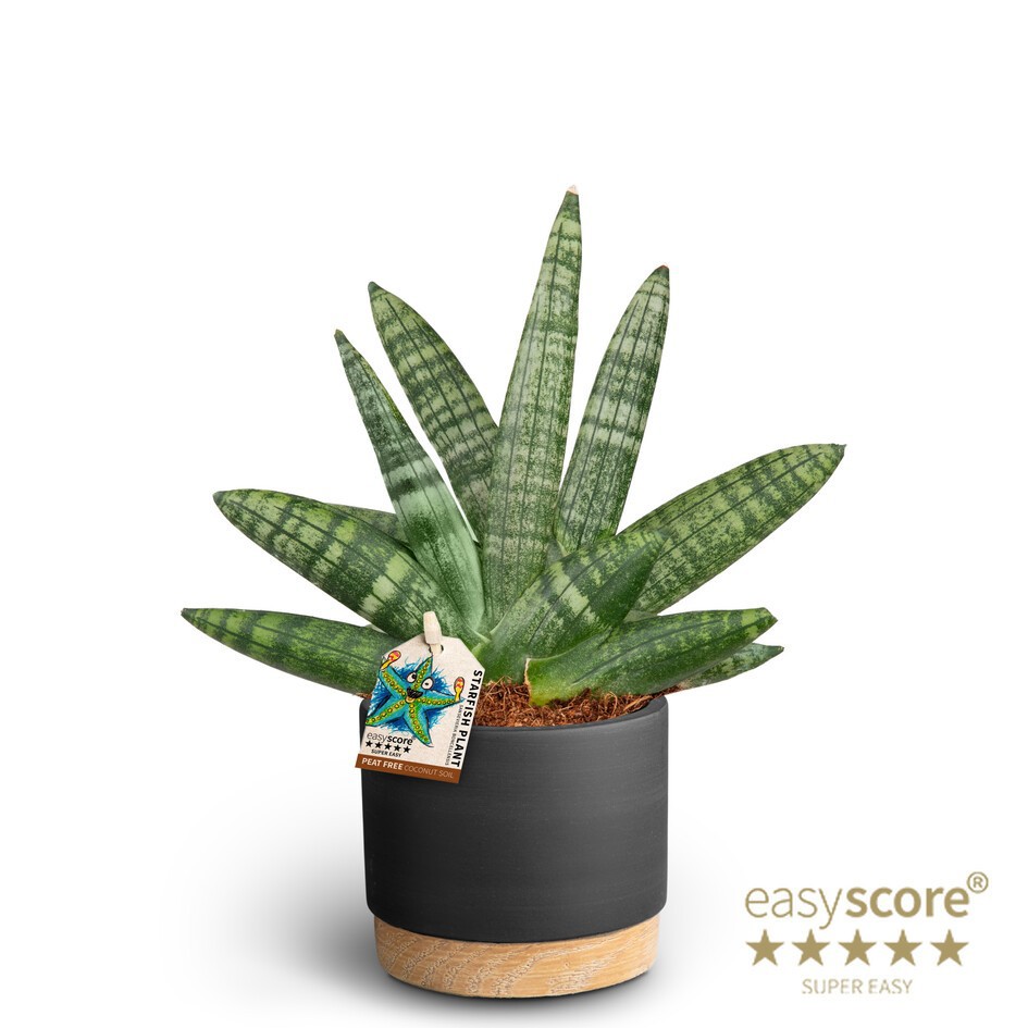 Woodbase Liquorice, Sansevieria Boncellensis, D 10 cm Woodbase Liquorice, Sansevieria Boncellensis, D 10 cm