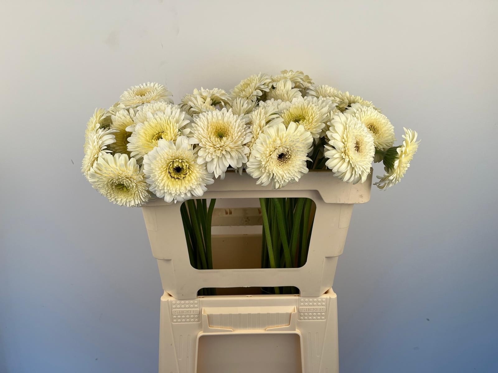 Гермини Помпон Анжело (бел.), шт.