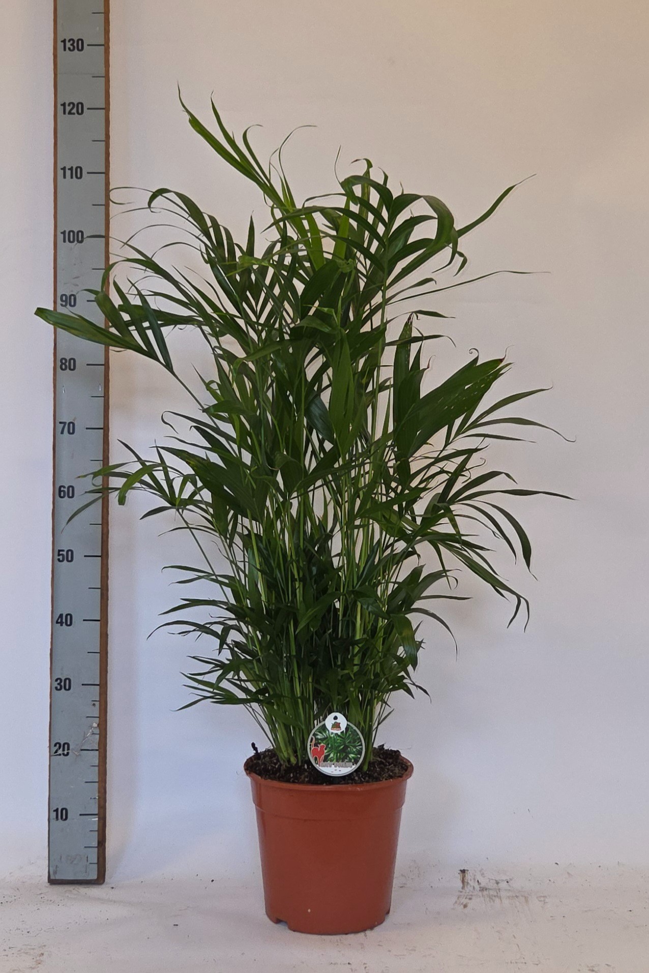 Chamaedorea Cataractarum 'Catpalm' P24cm-H120cm, D 24