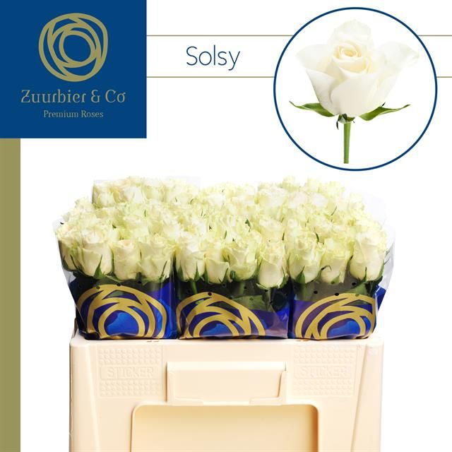 Роза од. Солси 50, шт.