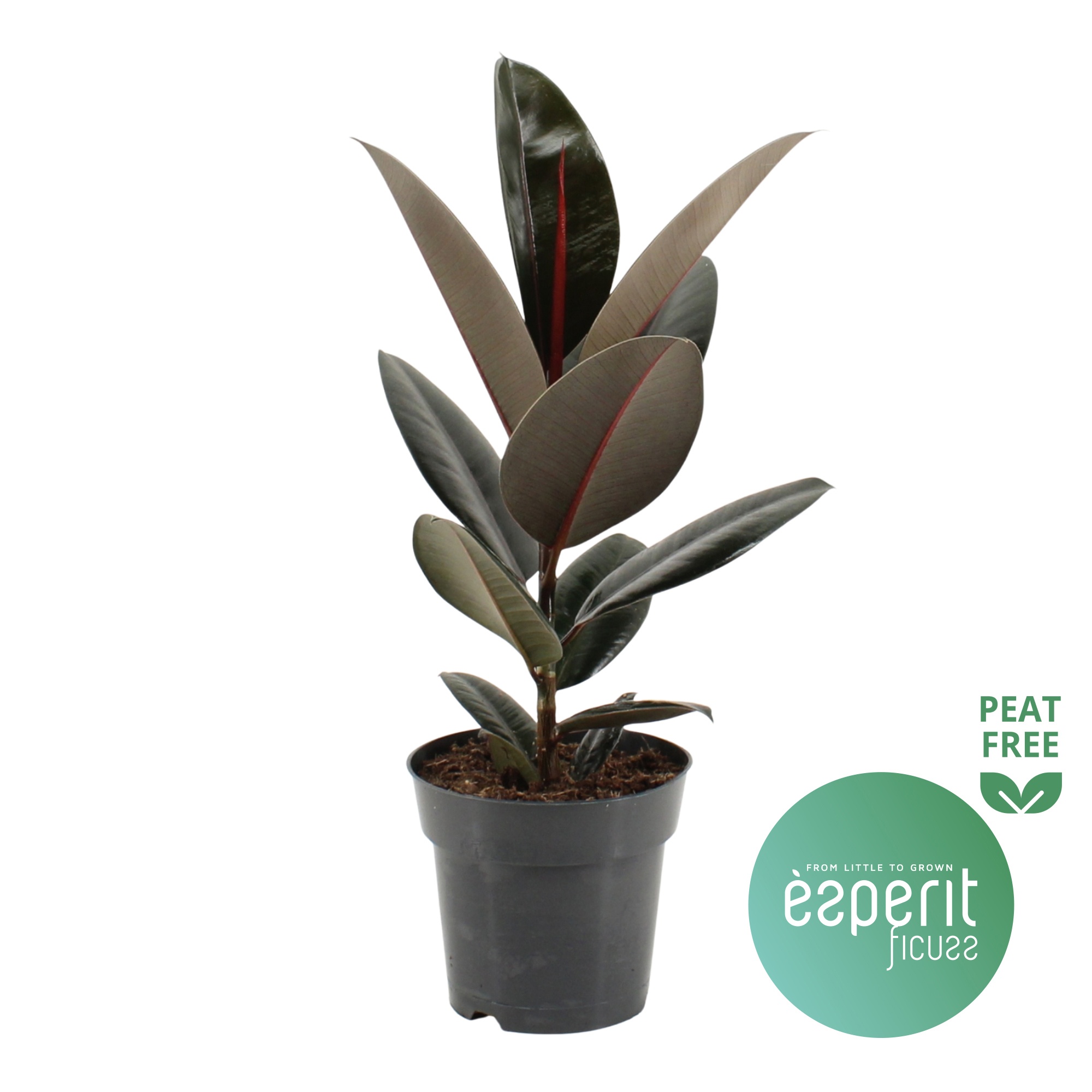 Ficus elastica Abidjan, D 17