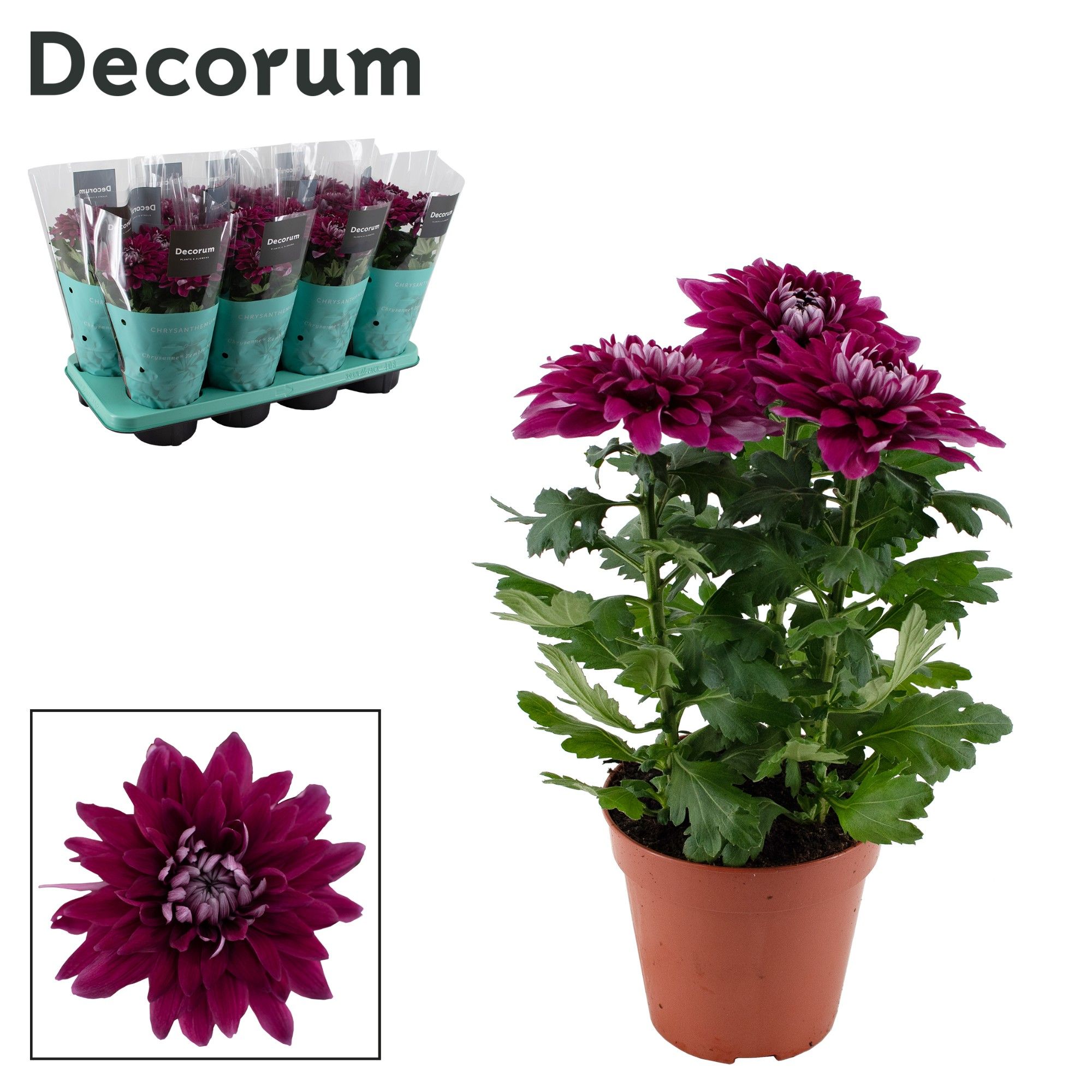 Decorum Chrysanne® Zembla Next Purple, D 13