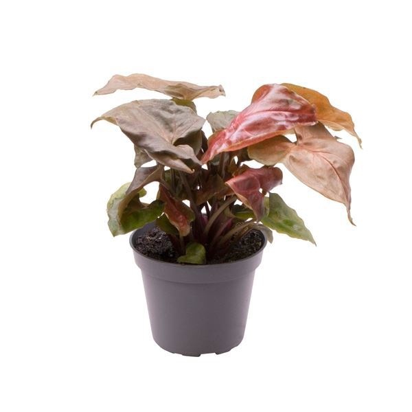 Syngonium Maria� 6 cm, D 6 cm