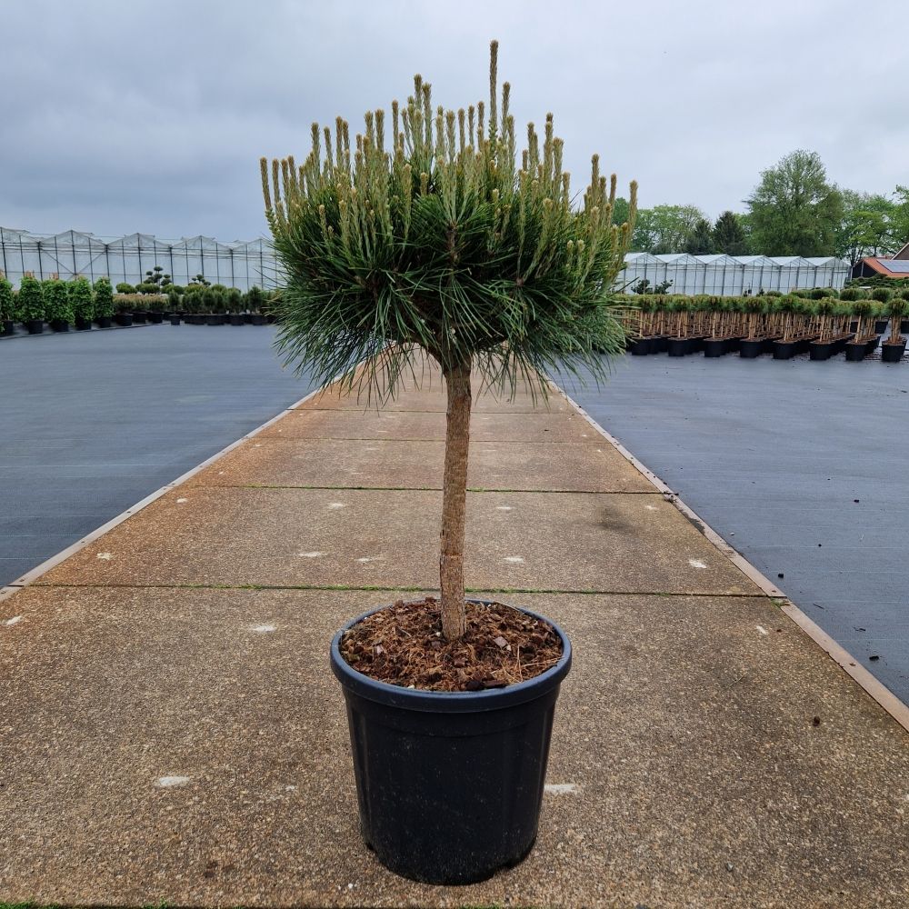 Pinus densiflora 'Alice Verkade', D 36 cm Pinus densiflora 'Alice Verkade', D 36 cm