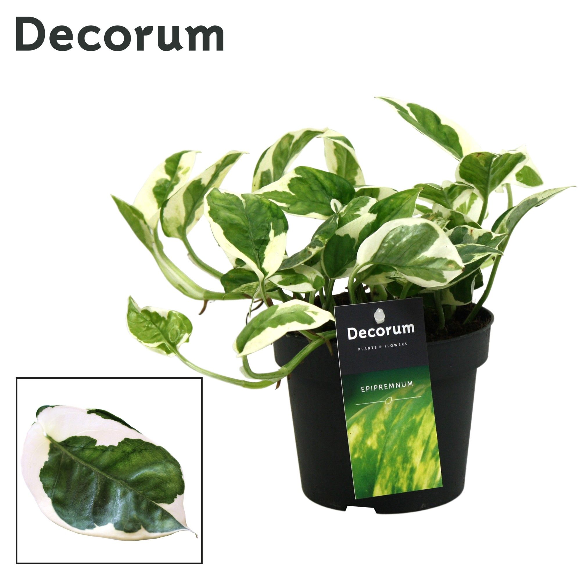 Scindapsus (Epipremnum) N'joy DECORUM, D 12