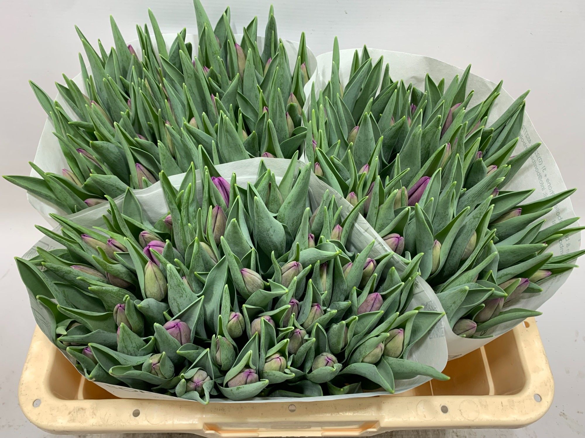 Тюльпан од. Буллит (фиолет.), шт. Тюльпан од. Буллит (фиолет.), шт.