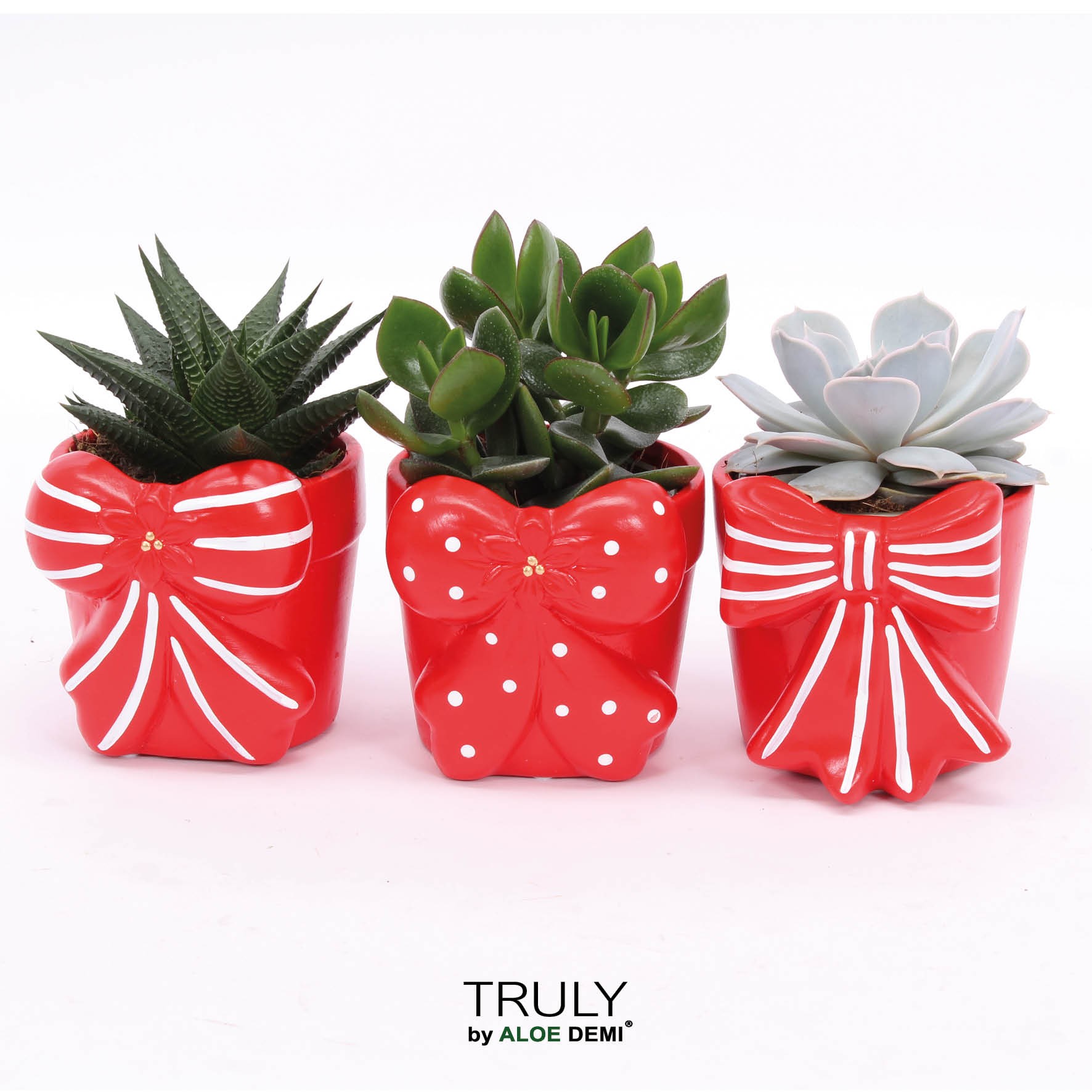 TRULY Succulent, Bow M, D 10 cm