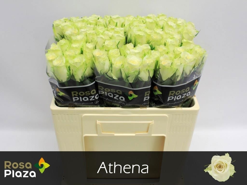 Роза од. Атена 50, шт.