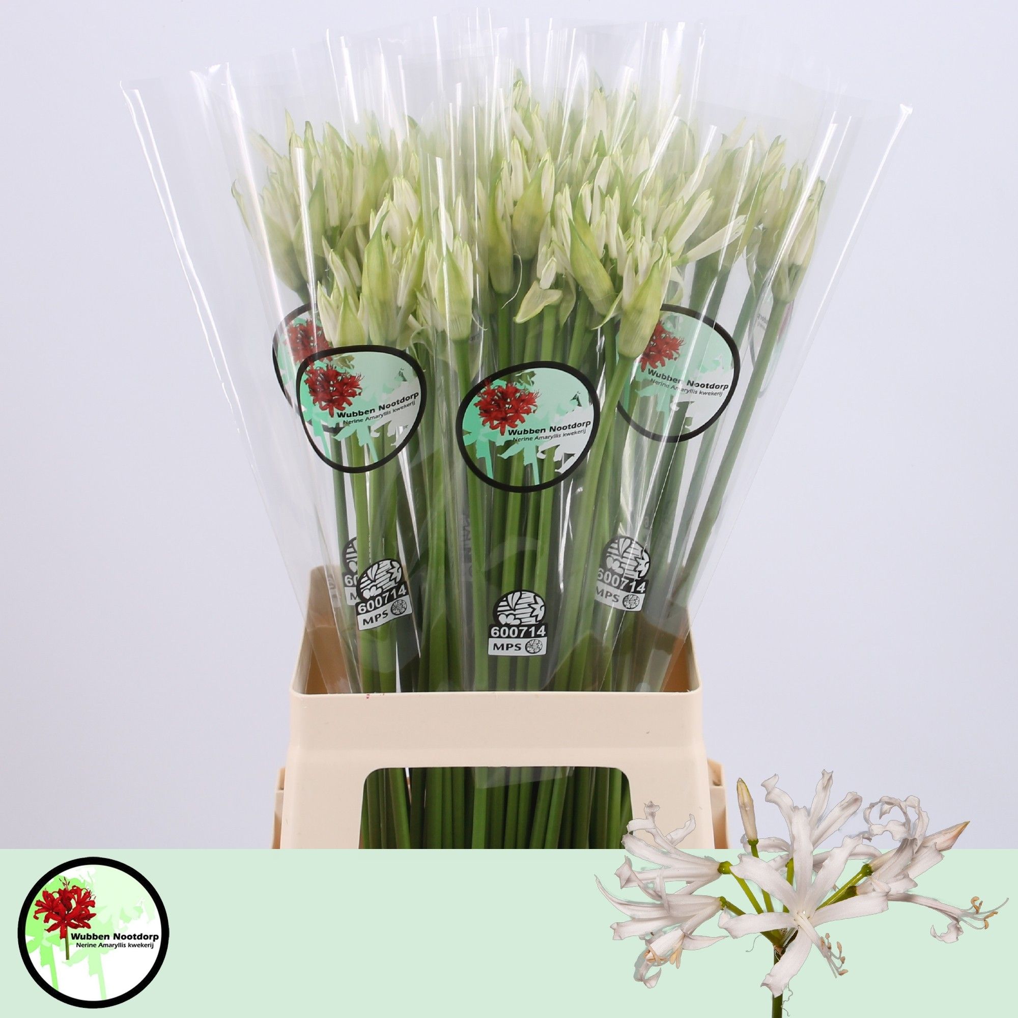 Нерине Вайт Шарм 70 (бел.), шт.