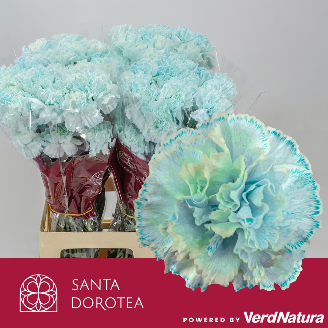 Диантус од. Овериг Крашеный (краш. ), шт.