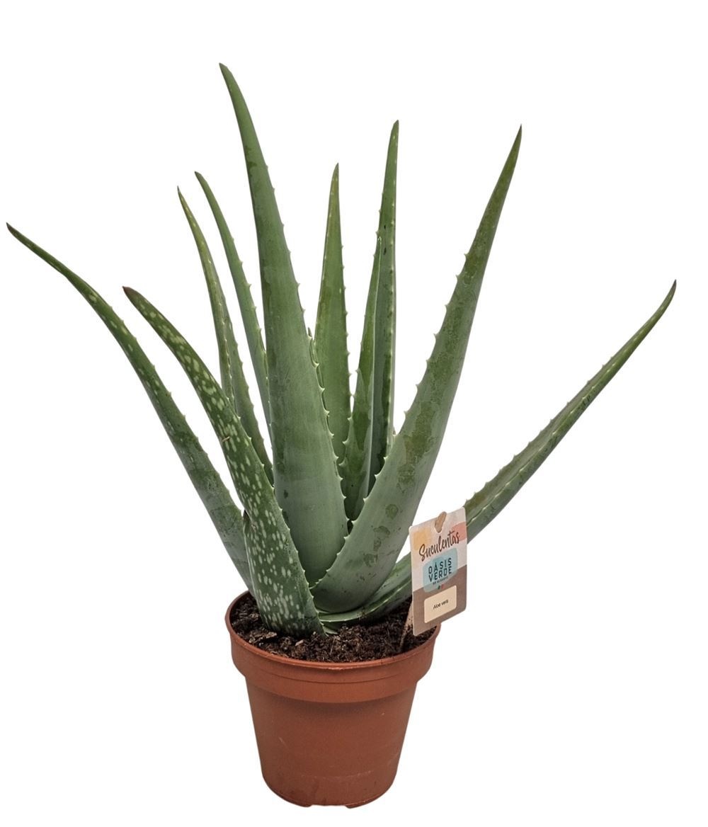 Aloe Vera - 1154, D 14