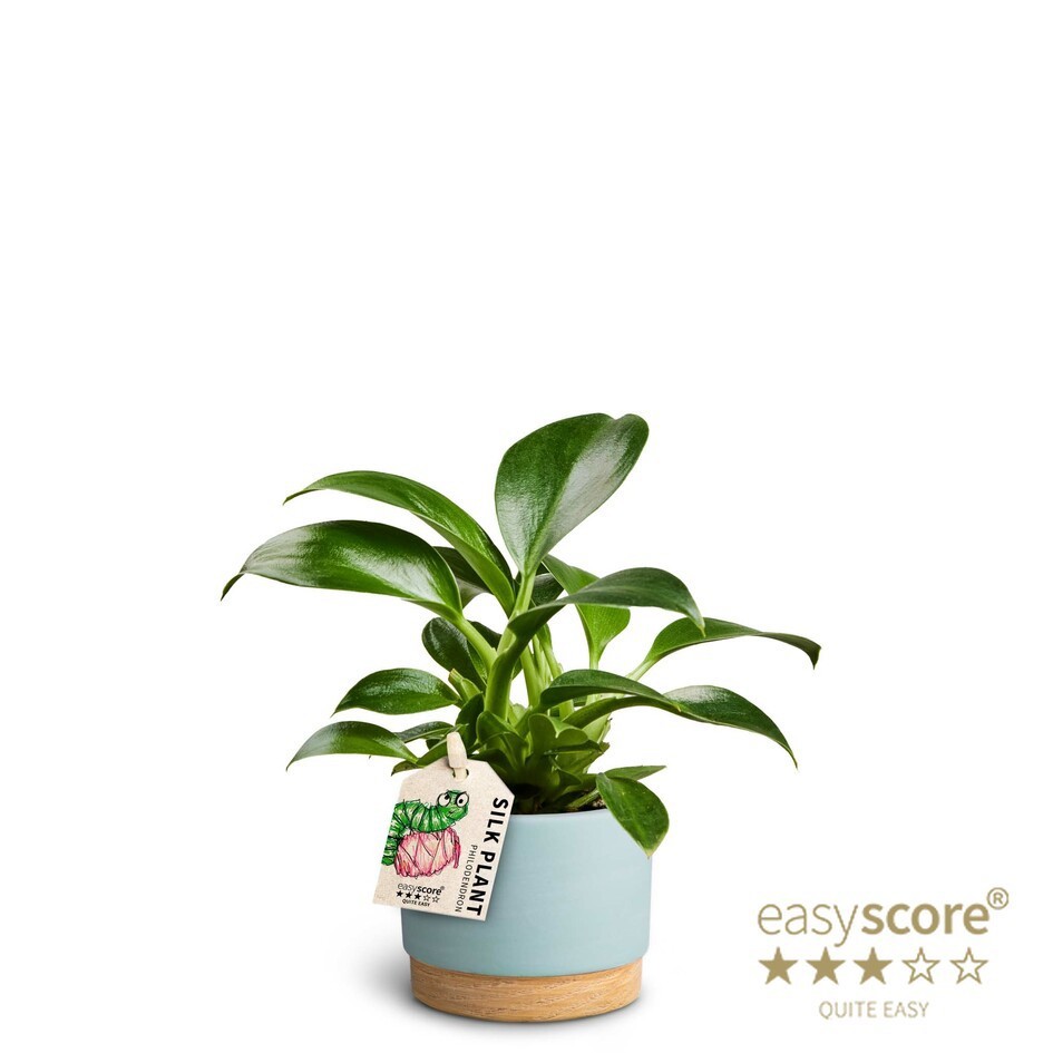 Woodbase Sky Blue, Philodendron Green Princess, D 7
