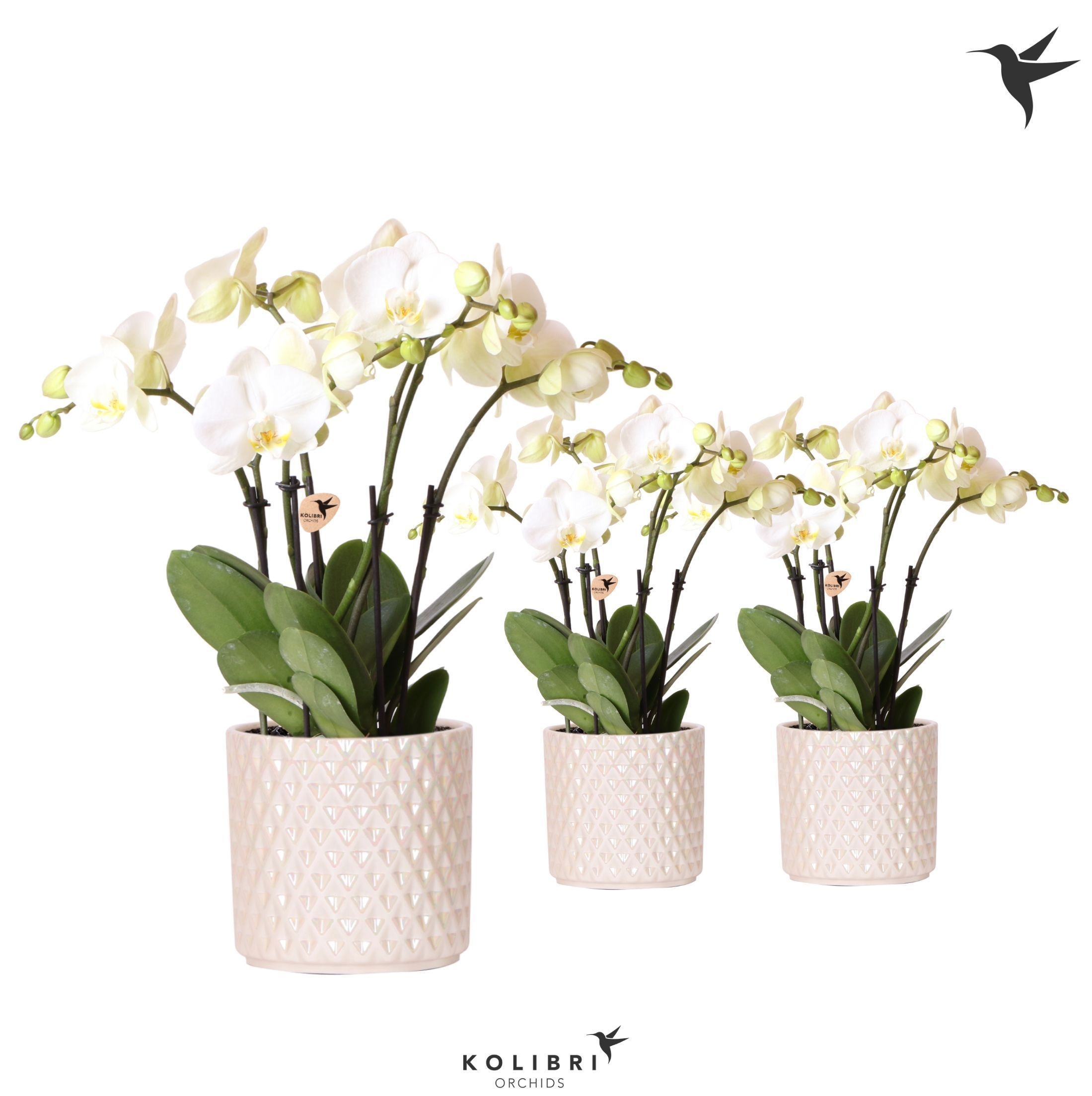 Phalaenopsis Ghent 4spike in Diamond Pearl travertine, D 12