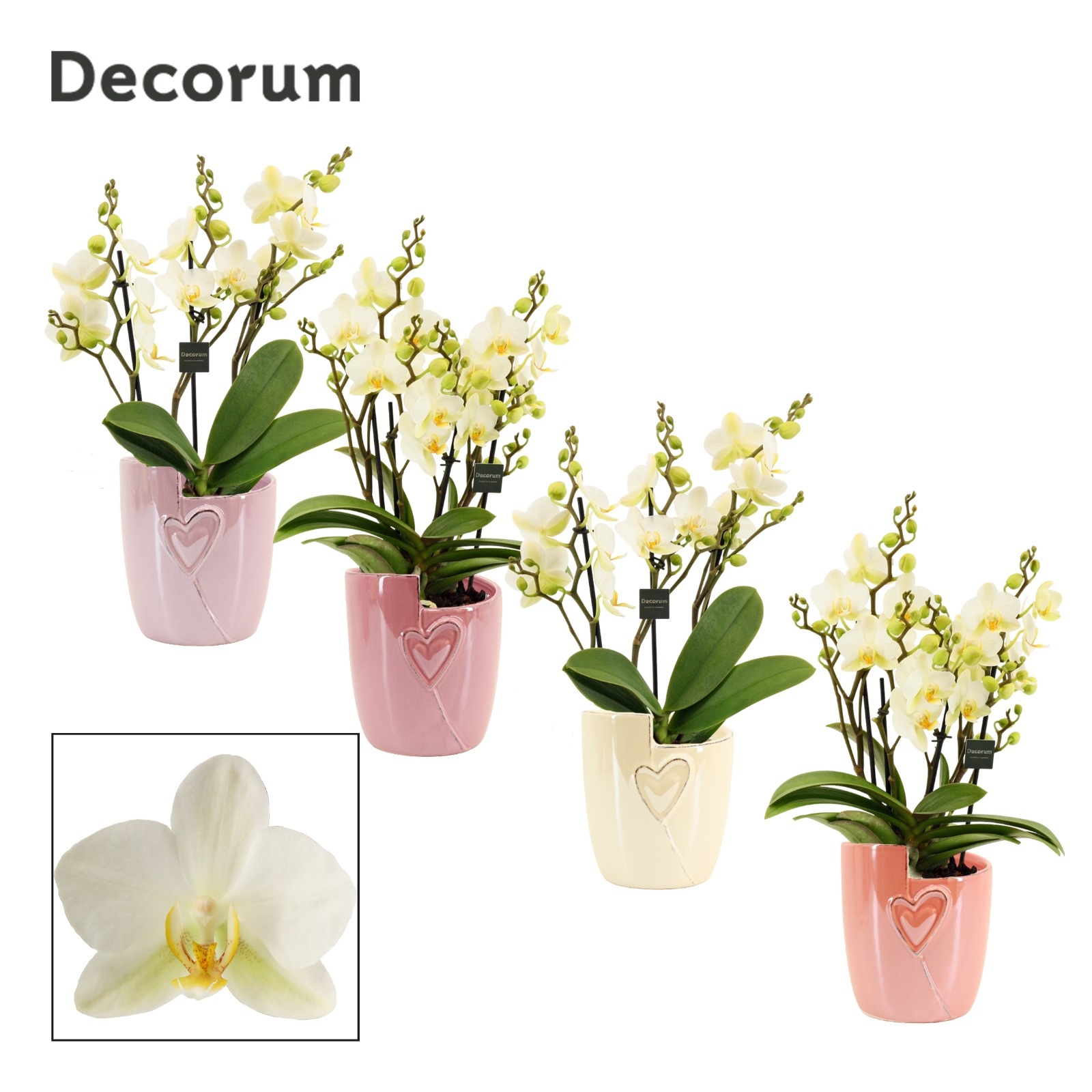 Phalaenopsis dazzling Lausanne 3-4 tak in Joa (Special moods-co), D 12