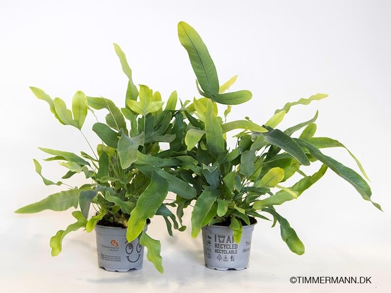 PHLEBODIUM AUREUM 'Blue Star', D 9 cm