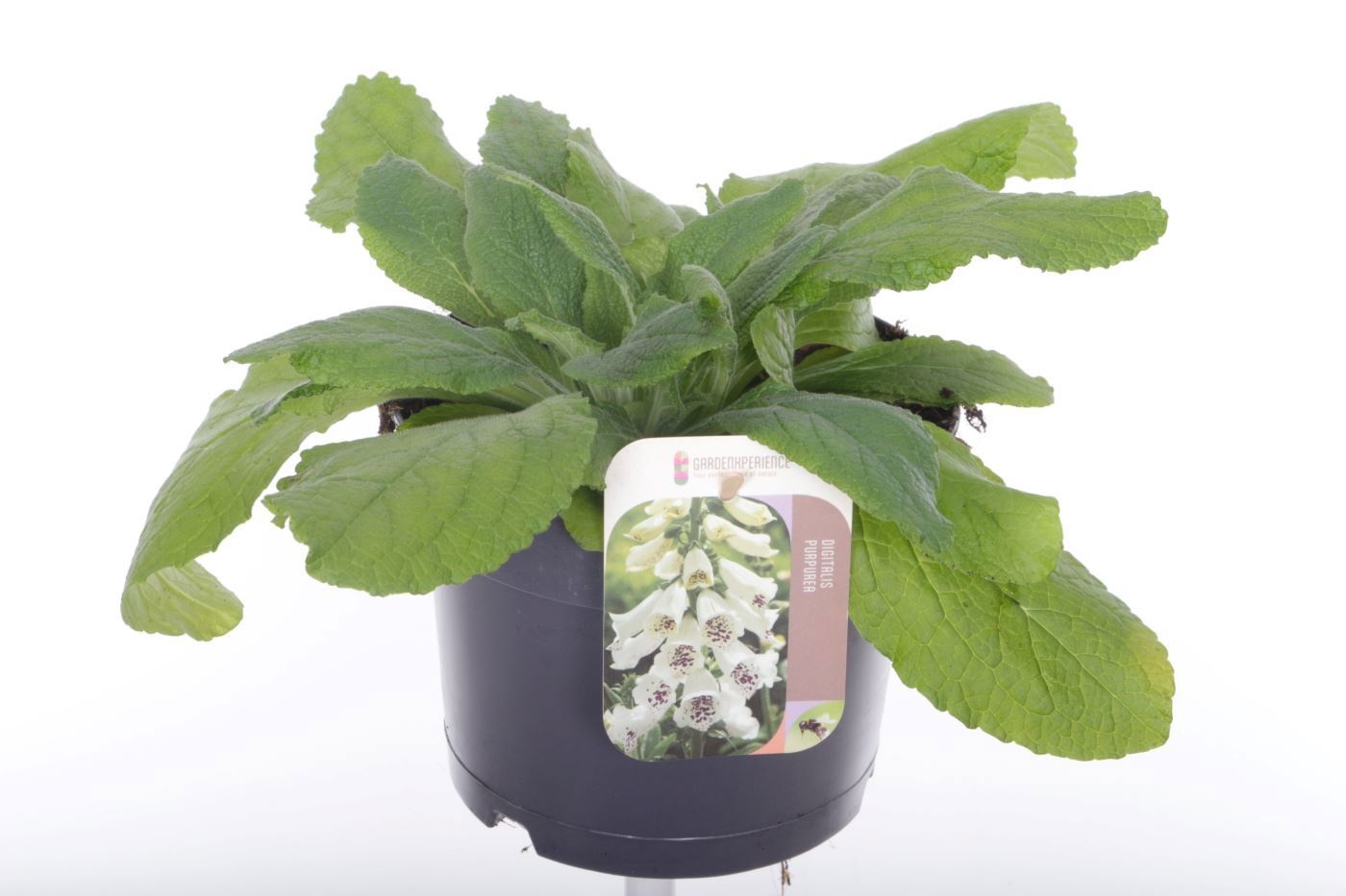 Digitalis purpurea William White, D 17