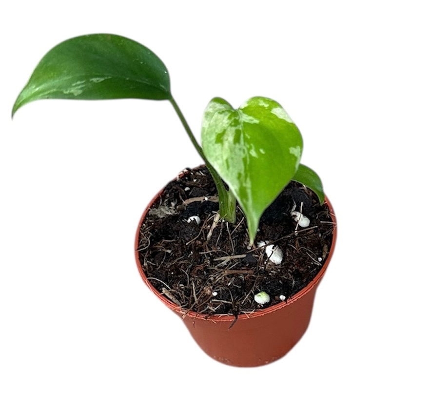 Monstera Bulbasaur, D 6