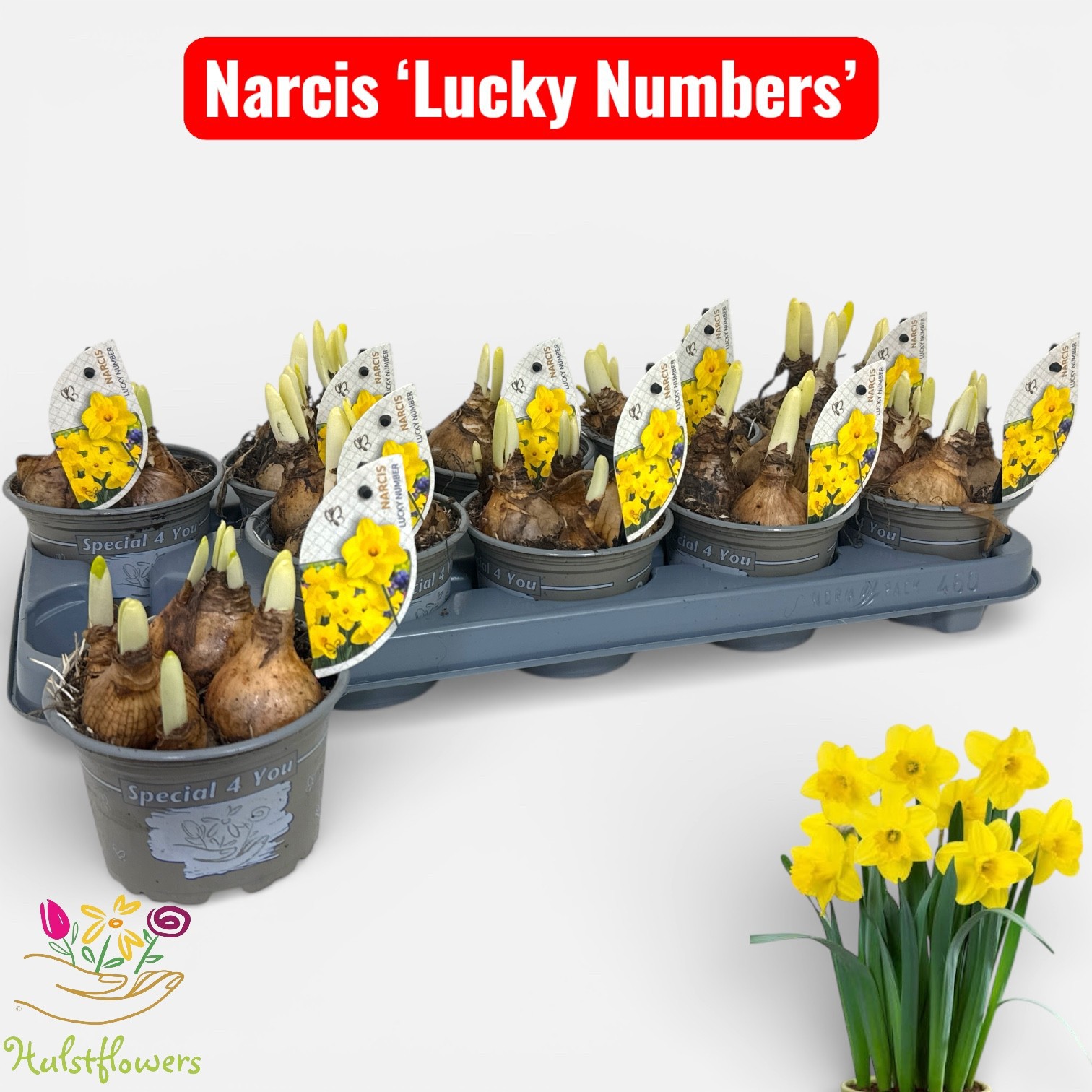 Narcis Lucky Number, D 12