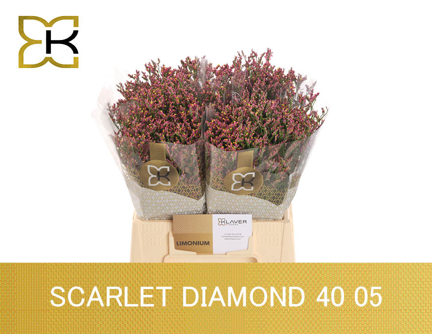 Лимониум Скарлет Даймонд 40, шт.
