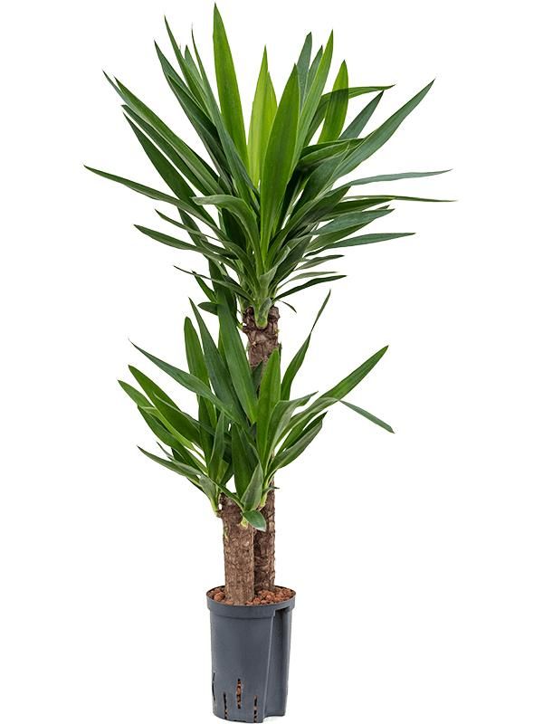 Yucca elephantipes, D 15