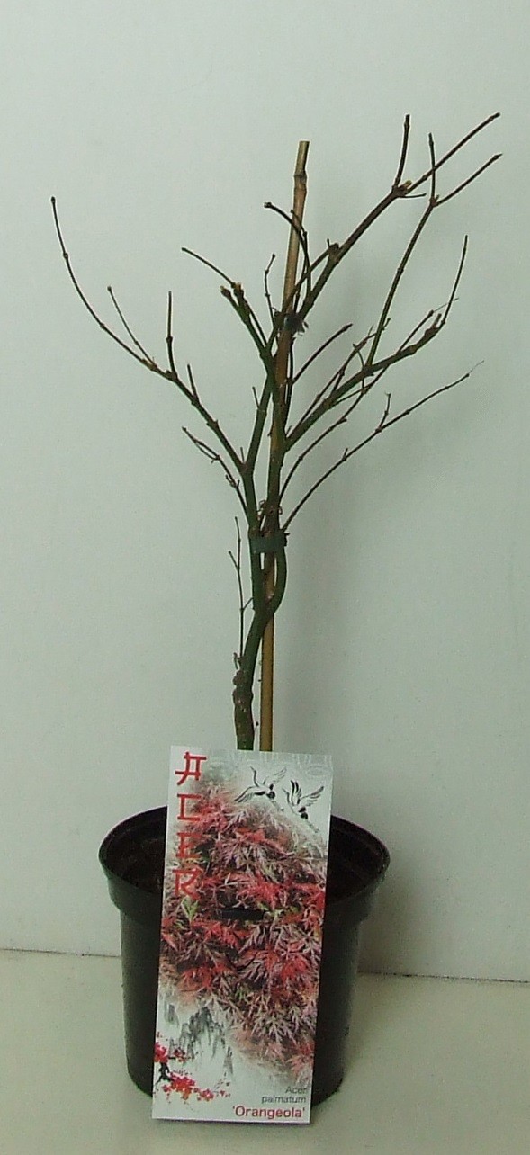 Acer palmatum 'Orangeola' P19, D 19
