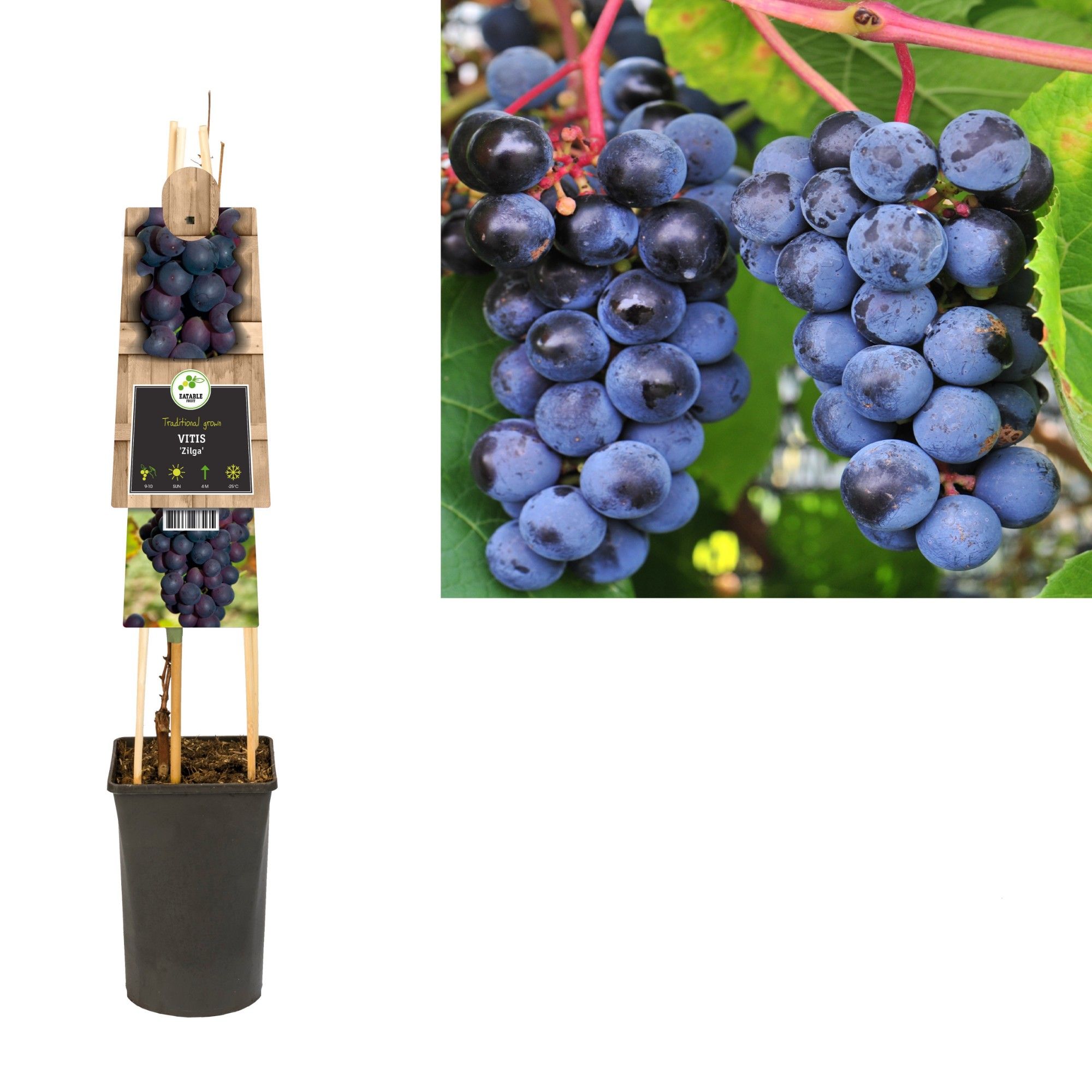 Vitis 'Zilga' +3.0 label, D 17 cm